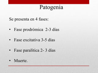 Se presenta en 4 fases:
• Fase prodrómica 2-3 días
• Fase excitativa 3-5 días
• Fase paralítica 2- 3 días
• Muerte.
Patogenia
 