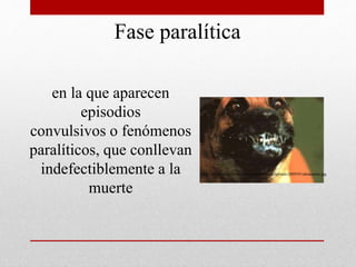 Fase paralítica
en la que aparecen
episodios
convulsivos o fenómenos
paralíticos, que conllevan
indefectiblemente a la
muerte
http://www.bulhufas.es/animales/wp-content/uploads/2009/05/rabiacanina.jpg
 