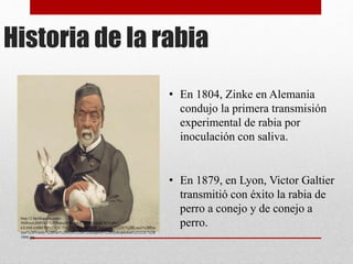 Historia de la rabia
• En 1804, Zinke en Alemania
condujo la primera transmisión
experimental de rabia por
inoculación con saliva.
http://1.bp.blogspot.com/-
H6RwnL6MVKI/TcY9wkeyREI/AAAAAAAAAzk/X3YePi-
kXAM/s1600/Th%2525C3%2525A9obald%2BChartran%25252C%2BLouis%2BPas
teur%2BVanity%2BFair%2Bwith%2Ba%2Bcaption%2BHydrophobia%25252C%2B
1866.jpg
• En 1879, en Lyon, Victor Galtier
transmitió con éxito la rabia de
perro a conejo y de conejo a
perro.
 