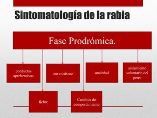 Sintomatología de la rabia
Fase Prodrómica.
conductas
aprehensivas
nerviosismo ansiedad
aislamiento
voluntario del
perro
fiebre
Cambios de
comportamiento
 