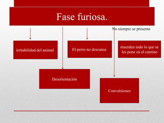 Fase furiosa.
No siempre se presenta
irritabilidad del animal El perro no descansa
muerden todo lo que se
les pone en el camino
Desorientación
Convulsiones
 