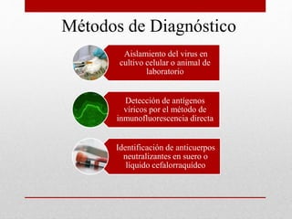 Métodos de Diagnóstico
Aislamiento del virus en
cultivo celular o animal de
laboratorio
Detección de antígenos
víricos por el método de
inmunofluorescencia directa
Identificación de anticuerpos
neutralizantes en suero o
líquido cefalorraquídeo
 