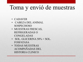 Toma y envió de muestras
• CADAVER
• CABEZA DEL ANIMAL
SOSPECHOSO
• MUESTRAS FRESCAS,
REFRIGERADAS O
CONGELADAS
• SOL. GLICERINA 50% + SOL.
FOSFATASA
• TODAS MUESTRAS
ACOMPAÑADAS DEL
HISTORIA CLINICO
 