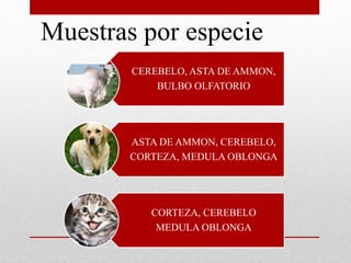Muestras por especie
CEREBELO, ASTA DE AMMON,
BULBO OLFATORIO
ASTA DE AMMON, CEREBELO,
CORTEZA, MEDULA OBLONGA
CORTEZA, CEREBELO
MEDULA OBLONGA
 