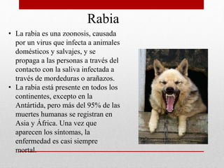 Rabia
• La rabia es una zoonosis, causada
por un virus que infecta a animales
domésticos y salvajes, y se
propaga a las personas a través del
contacto con la saliva infectada a
través de mordeduras o arañazos.
• La rabia está presente en todos los
continentes, excepto en la
Antártida, pero más del 95% de las
muertes humanas se registran en
Asia y África. Una vez que
aparecen los síntomas, la
enfermedad es casi siempre
mortal.
http://t0.gstatic.com/images?q=tbn:ANd9GcSXNwFoe0nSt5TUt
s5giyyg7bhAdM6uq3AcgB5u-eOmMgQX7WpU&t=1
 