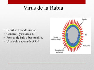Virus de la Rabia
• Familia: Rhabdoviridae.
• Género: Lyssavirus 1.
• Forma de bala o bastoncillo.
• Una sola cadena de ARN.
 