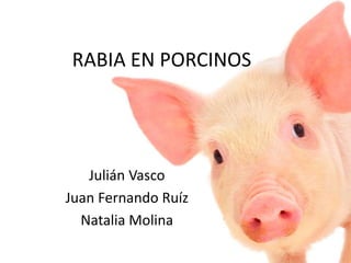 RABIA EN PORCINOS
Julián Vasco
Juan Fernando Ruíz
Natalia Molina
 
