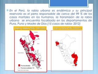 Moquegua
Arequipa
Ancash
La Libertad
Lambayeque
Cajamarca
Ica
Junin
Lima
PIURA
Tumbes
Amazonas
MADRE DE
DIOS
PUNO
RABIA CANINA PERÚ 2006-2012RABIA CANINA PERÚ 2006-2012RABIA CANINA PERÚ 1992-2005RABIA CANINA PERÚ 1992-2005
 En el Perú, la rabia urbana es endémica y su principal
reservorio es el perro responsable de cerca del 99 % de los
casos mortales en los humanos, la transmisión de la rabia
urbana se encuentra focalizada en los departamentos de
Piura, Puno y Madre de Dios (15 casos de rabia- 2012)
 