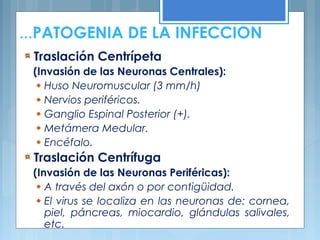 …PATOGENIA DE LA INFECCION
Traslación Centrípeta
(Invasión de las Neuronas Centrales):
Huso Neuromuscular (3 mm/h)
Nervios periféricos.
Ganglio Espinal Posterior (+).
Metámera Medular.
Encéfalo.
Traslación Centrífuga
(Invasión de las Neuronas Periféricas):
A través del axón o por contigüidad.
El virus se localiza en las neuronas de: cornea,
piel, páncreas, miocardio, glándulas salivales,
etc.
 