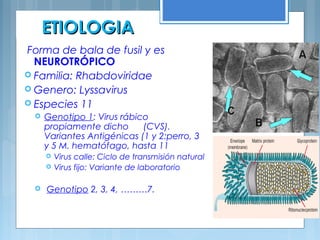 ETIOLOGIAETIOLOGIA
Forma de bala de fusil y es
NEUROTRÓPICO
 Familia: Rhabdoviridae
 Genero: Lyssavirus
 Especies 11
 Genotipo 1: Virus rábico
propiamente dicho (CVS).
Variantes Antigénicas (1 y 2:perro, 3
y 5 M. hematófago, hasta 11
 Virus calle: Ciclo de transmisión natural
 Virus fijo: Variante de laboratorio
 Genotipo 2, 3, 4, ………7.
 