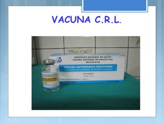 VACUNA C.R.L.
 
