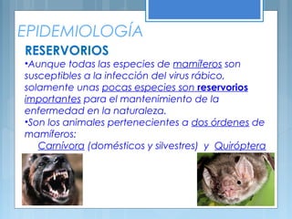 EPIDEMIOLOGÍA
RESERVORIOS
•Aunque todas las especies de mamíferos son
susceptibles a la infección del virus rábico,
solamente unas pocas especies son reservorios
importantes para el mantenimiento de la
enfermedad en la naturaleza.
•Son los animales pertenecientes a dos órdenes de
mamíferos:
Carnívora (domésticos y silvestres) y Quiróptera
 