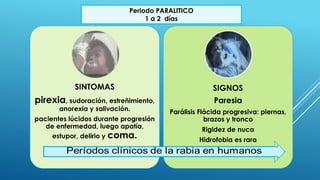 SINTOMAS
pirexia, sudoración, estreñimiento,
anorexia y salivación.
pacientes lúcidos durante progresión
de enfermedad, luego apatía,
estupor, delirio y coma.
SIGNOS
Paresia
Parálisis Flácida progresiva: piernas,
brazos y tronco
Rigidez de nuca
Hidrofobia es rara
Periodo PARALITICO
1 a 2 días
 
