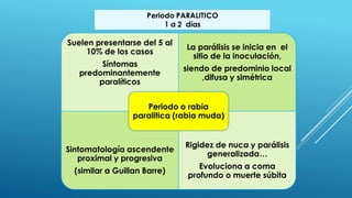 Suelen presentarse del 5 al
10% de los casos
Síntomas
predominantemente
paralíticos
La parálisis se inicia en el
sitio de la inoculación,
siendo de predominio local
,difusa y simétrica
Sintomatología ascendente
proximal y progresiva
(similar a Guillan Barre)
Rigidez de nuca y parálisis
generalizada…
Evoluciona a coma
profundo o muerte súbita
Periodo o rabia
paralitica (rabia muda)
 