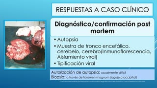 RESPUESTAS A CASO CLÍNICO
Diagnóstico/confirmación post
mortem
•Autopsia
•Muestra de tronco encefálico,
cerebelo, cerebro(Inmunoflorescencia,
Aislamiento viral)
•Tipificación viral
Autorización de autopsia: usualmente difícil
Biopsia: a través de foramen magnum (agujero occipital)
Curso virtual de profilaxis post exposición contra la rabia-Sergio Recuenco-INS-Modulo III- Clase 3-PANAFTOSA-OPS-OMS
 