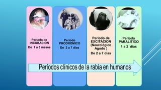 Período de
INCUBACION
De 1 a 3 meses
Periodo
PRODROMICO
De 2 a 7 días
Periodo de
EXCITACION
(Neurológico
Agudo )
De 2 a 7 días
Periodo
PARALITICO
1 a 2 días
 