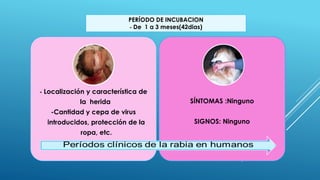 - Localización y característica de
la herida
-Cantidad y cepa de virus
introducidos, protección de la
ropa, etc.
SÍNTOMAS :Ninguno
SIGNOS: Ninguno
PERÍODO DE INCUBACION
- De 1 a 3 meses(42dias)
 