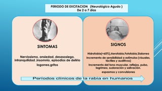 SINTOMAS
Nerviosismo, ansiedad, desasosiego,
intranquilidad ,insomnio, episodios de delirio
logorrea,gritos
SIGNOS
Hidrofobia(+60%),Aerofobia,Fotofobia,Sialorrea
Incremento de sensibilidad a estímulos (visuales,
táctiles y auditivos)
Incremento del tono muscular, reflejos, pulso,
lagrimeo, sudoración y salivación.
espasmos y convulsiones
PERIODO DE EXCITACION (Neurológico Agudo )
De 2 a 7 días
 