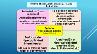 Rabia furiosa (mas
frecuente)
Agitación psicomotora
que alterna con periodos de
lucidez y cooperación
La agitación produce
:Hiperactividad
,desorientación,
alucinación,
comportamiento anormal
y crisis convulsiva
Periodos de
hiperactividad
intermitentes
(de 5 a 10 minutos hasta
llegar al agotamiento)
Alucinación e
hiperexitabilidad
sensorial( táctil,
visual,olfativa,olfatoria)
Periodo
Neurológico agudo
(rabia furiosa)
PERIODO DE EXCITACION (Neurológico Agudo )
De 2 a 7 días
 