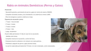 RABIA HUMANA.pptxooooooooooooppppooooooo | PPTX