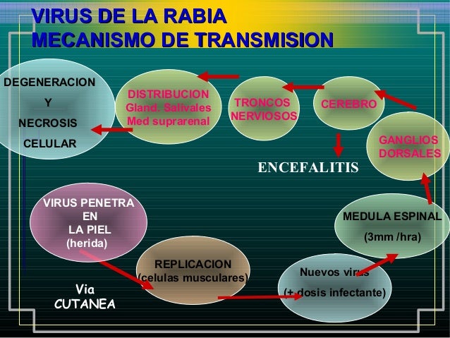 cadena epidemiologica la rabia rabia cadena epidemiologica la rabia rabia