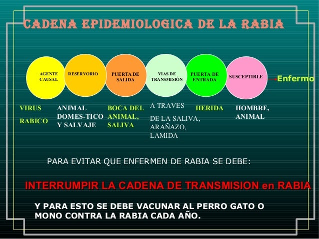cadena epidemiologica la rabia rabia cadena epidemiologica la rabia rabia