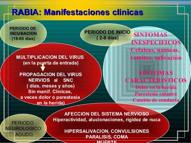 cadena epidemiologica la rabia rabia cadena epidemiologica la rabia rabia