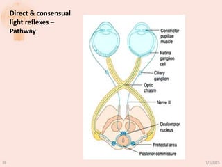 Direct & consensual
light reflexes –
Pathway
7/3/201539
 