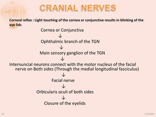 Cornea or Conjunctiva
↓
Ophthalmic branch of the TGN
↓
Main sensory ganglion of the TGN
↓
Internuncial neurons connect with the motor nucleus of the facial
nerve on Both sides (Through the medial longitudinal fasciculus)
↓
Facial nerve
↓
Orbicularis oculi of both sides
↓
Closure of the eyelids
Corneal reflex : Light touching of the cornea or conjunctive results in blinking of the
eye lids
7/3/201541
 