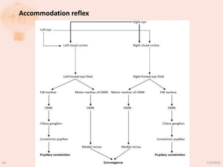 Accommodation reflex
7/3/201543
 