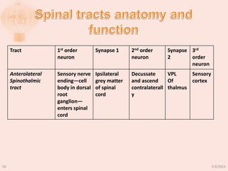 Tract 1st order
neuron
Synapse 1 2nd order
neuron
Synapse
2
3rd
order
neuron
Anterolateral
Spinothalmic
tract
Sensory nerve
ending―cell
body in dorsal
root
ganglion—
enters spinal
cord
Ipsilateral
grey matter
of spinal
cord
Decussate
and ascend
contralaterall
y
VPL
Of
thalmus
Sensory
cortex
7/3/201550
 