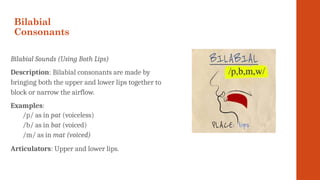 Bilabials Examples gaaaaaaaaaaaaaaaaaaaaaaaaaaaaaaaaaaaskjsjsh | PPTX