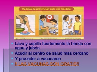 Lava y cepilla fuertemente la herida con agua y jabón Acudir al centro de salud mas cercano Y proceder a vacunarse !! LAS VACUNAS SON GRATIS!! 