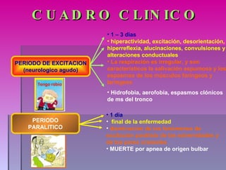 CUADRO CLINICO PERIODO DE EXCITACION (neurologico agudo) 1 – 3 dias hiperactividad, excitación, desorientación, hiperreflexia, alucinaciones, convulsiones y alteraciones conductuales La respiración es irregular, y son característicos la salivación espumosa y los espasmos de los músculos faríngeos y laríngeos Hidrofobia, aerofobia, espasmos clónicos de ms del tronco PERIODO PARALITICO 1 dia final de la enfermedad disminución de los fenómenos de excitación parálisis de las extremidades y de los pares craneales MUERTE por apnea de origen bulbar 