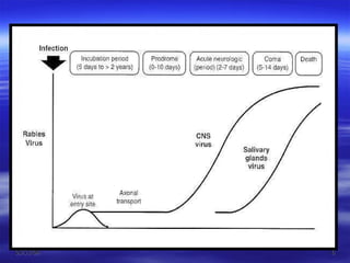 Algorithm For Rabies Rabies | PPT