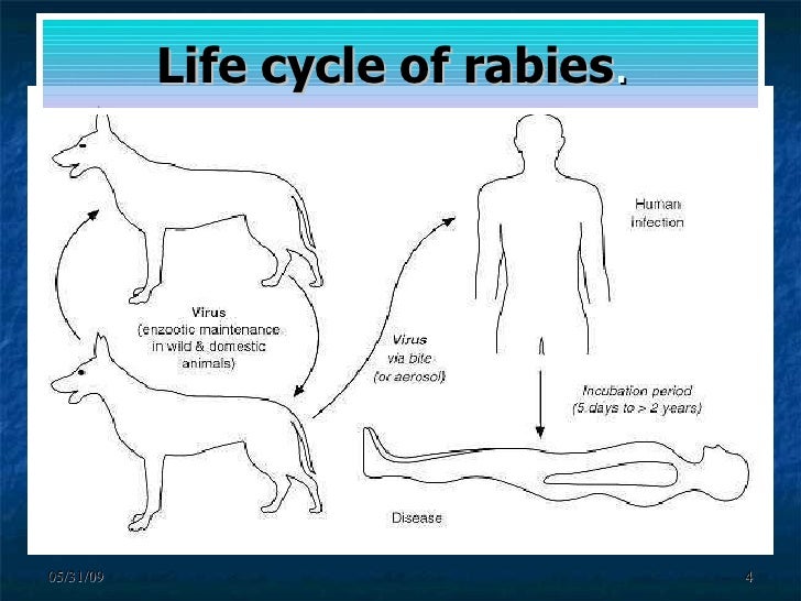Rabies