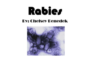 Rabies By: Chelsey Benedek 
