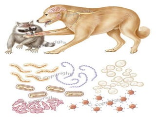 Rabies | PPTX