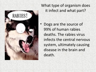 Rabies | PPT | Infectious Diseases | Diseases and Conditions