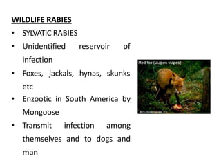 rabies-150228033630-conversion-gate02.pptx