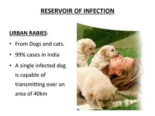 Rabies