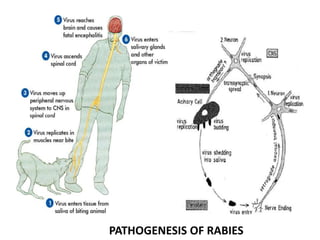 Researchgate How Rabies Is Transmitted Rabies Transmission