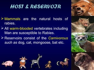 Rabies | PPT