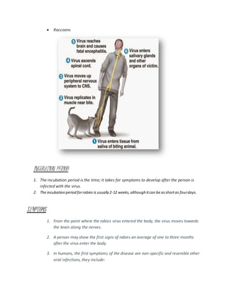 Rabies | PDF | Free Download