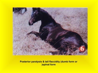 Partial Paralysis Rabies Rabies | PPS