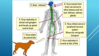Rabies | PPTX