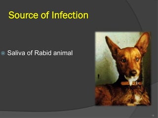 Rabies, Rhabdoviridae | PDF
