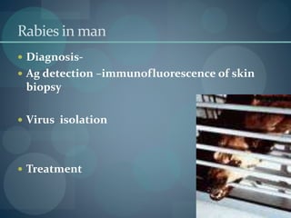 Rabies in man
 Diagnosis-
 Ag detection –immunofluorescence of skin
biopsy
 Virus isolation
 Treatment
 