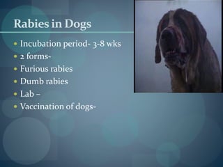 Rabies in Dogs
 Incubation period- 3-8 wks
 2 forms-
 Furious rabies
 Dumb rabies
 Lab –
 Vaccination of dogs-
 