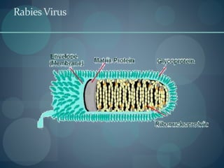 RabiesVirus
 